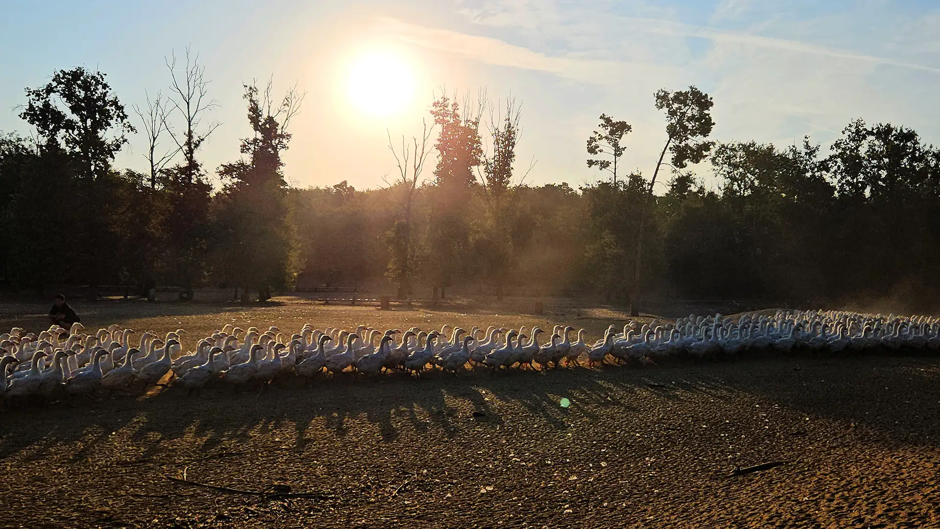 Free-roaming geese on the Hungarian plain at dawn